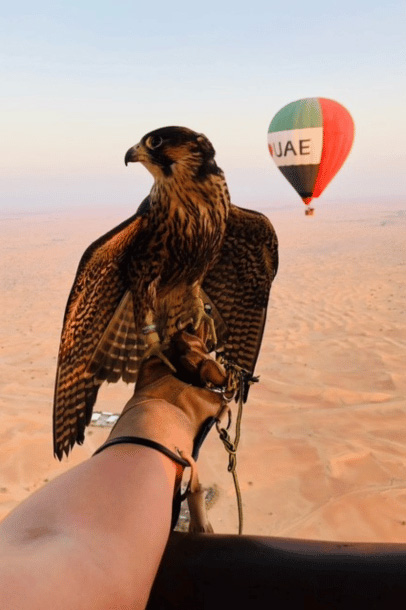 Hot Air Ballooning With Falcons In Dubai