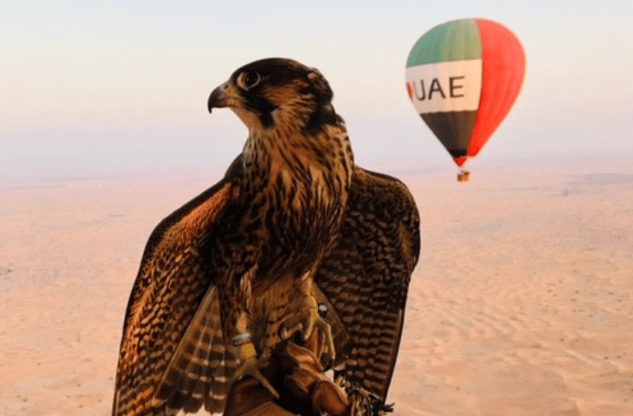 Hot Air Ballooning With Falcons In Dubai